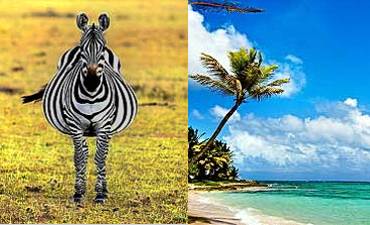 AFRICA BUSH & BEACH SAFARIS