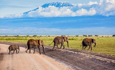 PREMIER TIER 1 - KILIMANJARO ELEPHANTS OF AMBOSELI & CATS OF MASAI MARA SAFARI