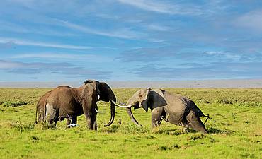 VALUE TIER 3 - KILIMANJARO ELEPHANTS OF AMBOSELI & CATS OF MASAI MARA SAFARI