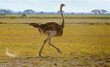 VALUE TIER 3 - SERENA HIGHLIGHTS OF KENYA SAFARI (10 DAYS)