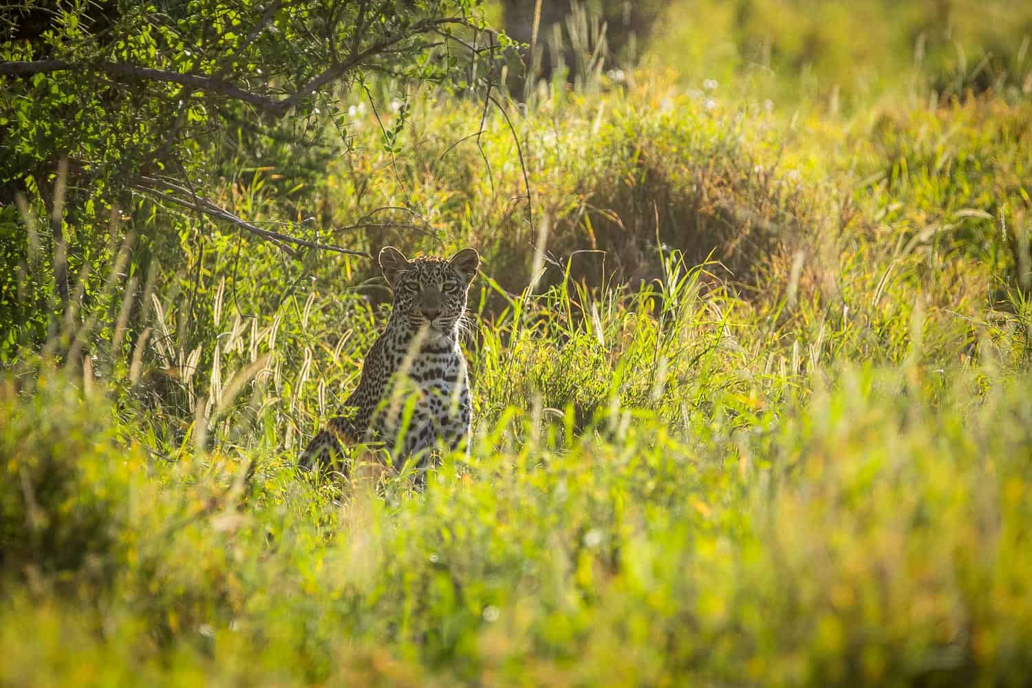 Amboseli leopard