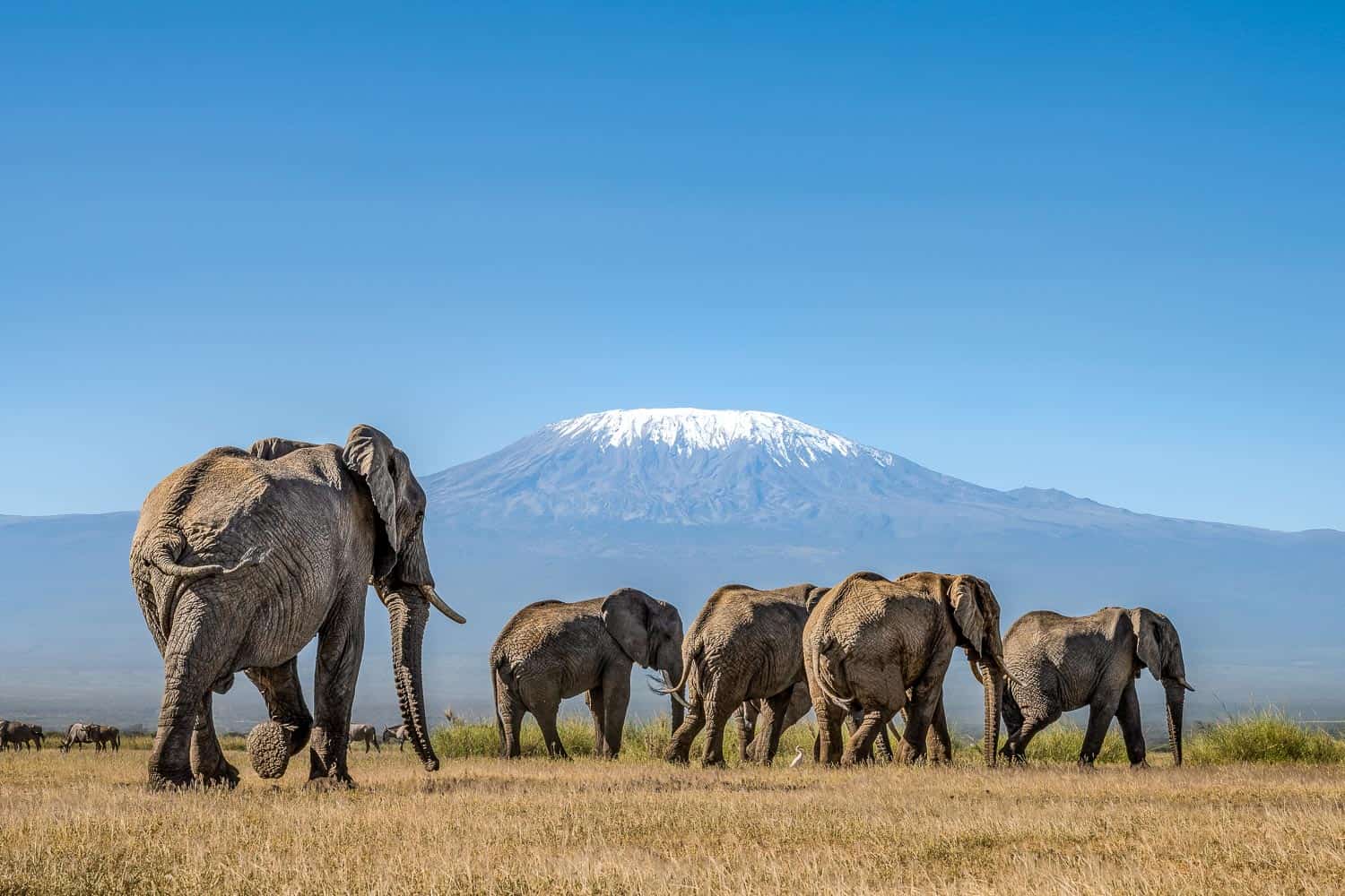 Amboseli Kilimanjaro Elephants