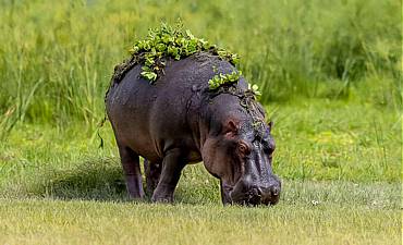 GUIDE ON AMBOSELI PARK