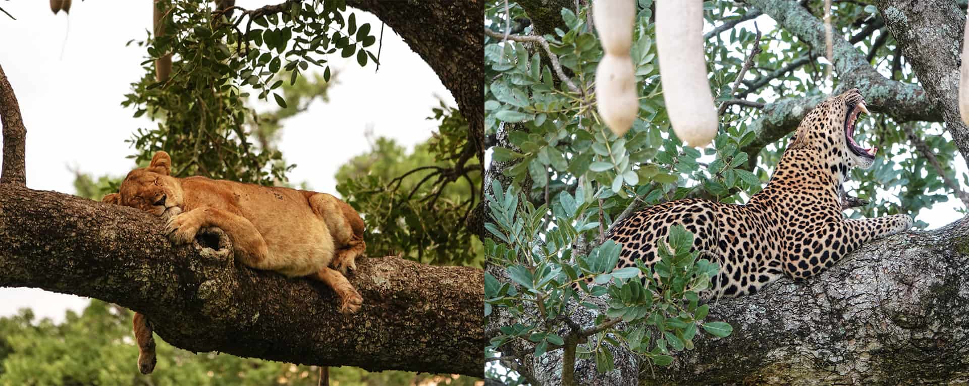 Kidepo Valley National Park