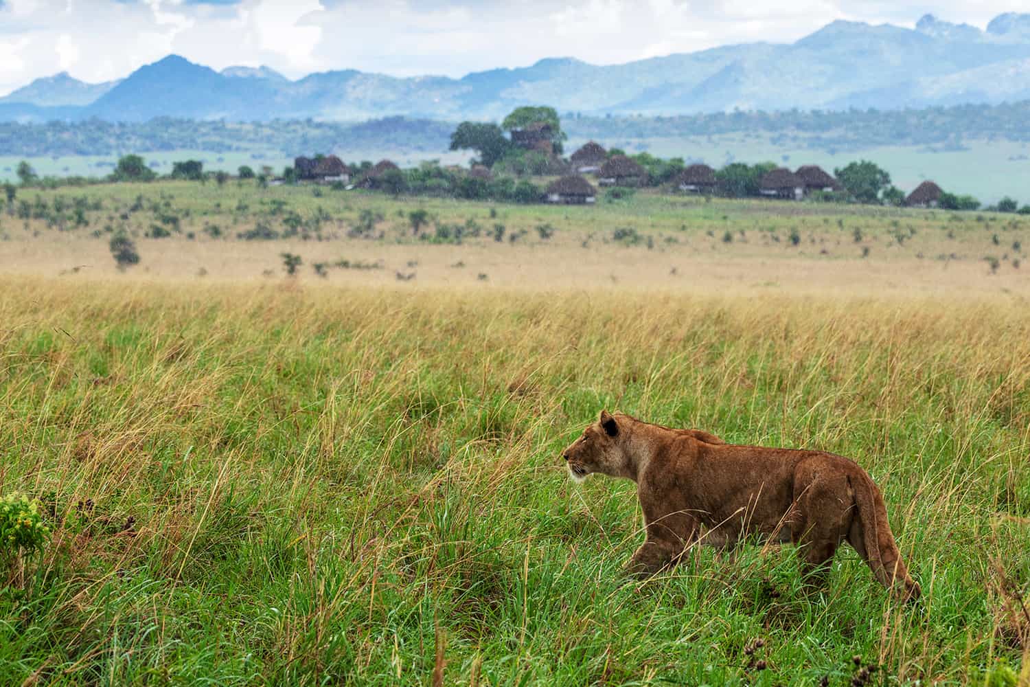 What Are The Wildlife Experiences In Kidepo Valley National Park