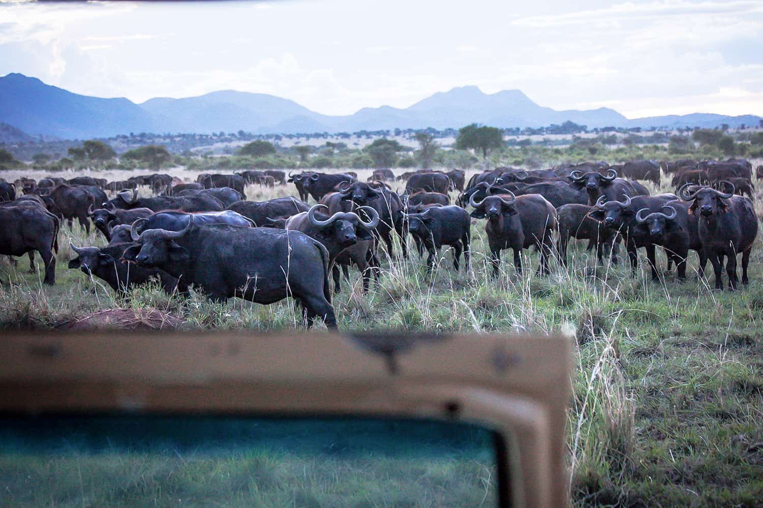 Climate, Temperatures & Weather Conditions For Kidepo Valley