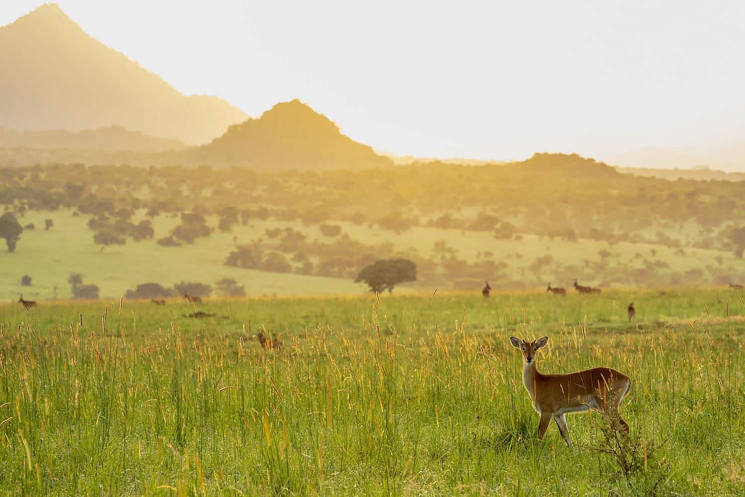 Exploring Kidepo Valley’s Scenic Ecology