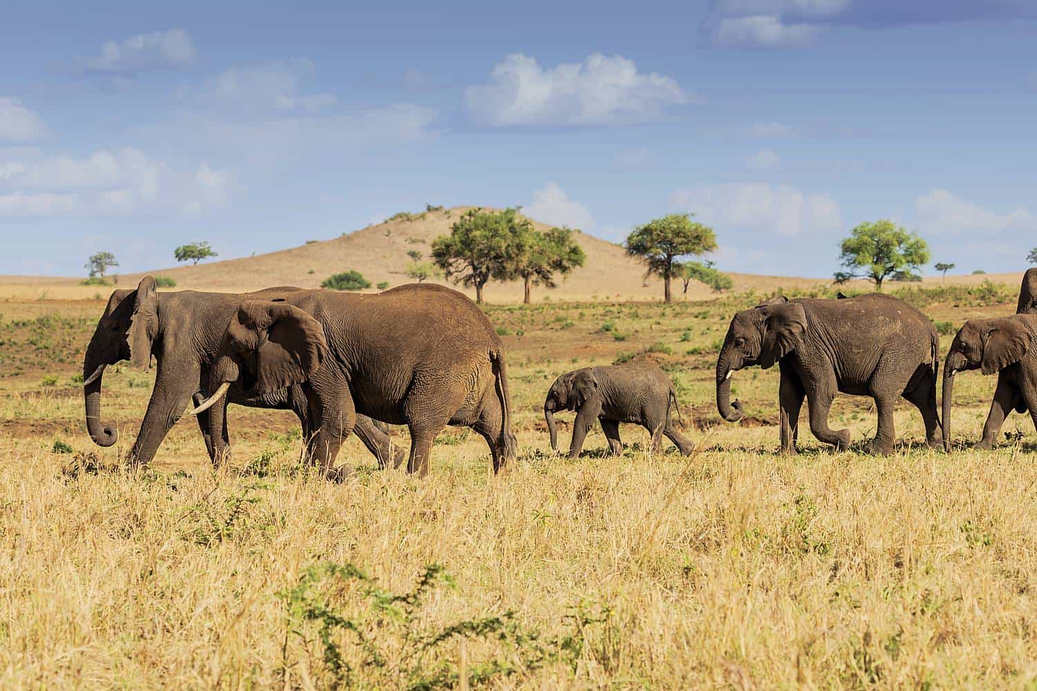 How To Plan The Best 2025-2026 Photo Safari For Uganda