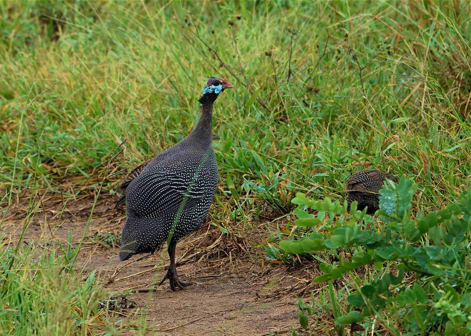 The Birding Hotspot Of Namamukweny Valley