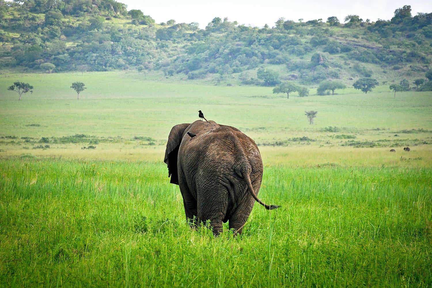 Best Time, Seasons & Months To Go On Safari In Kidepo Valley