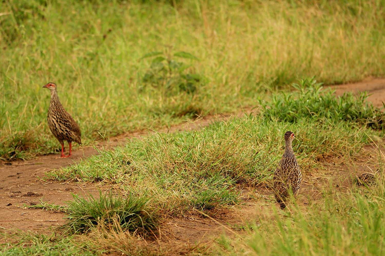 Valley Birding In Kidepo