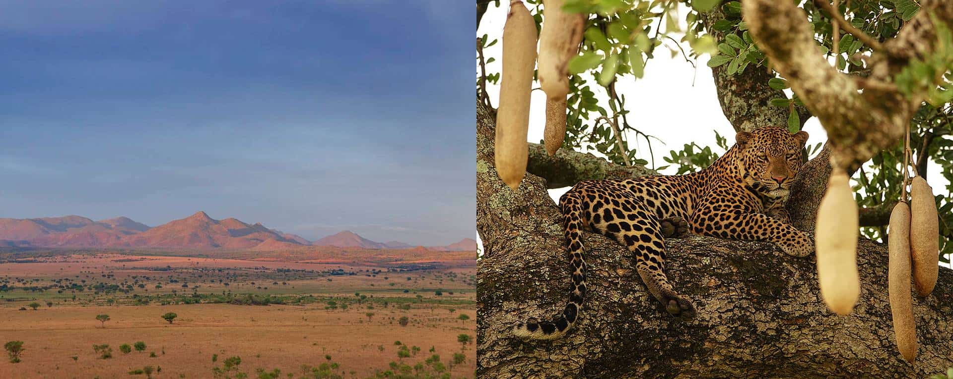 Immerse Yourself In Luxury Amidst the Stark Expanses Of Kidepo Valley