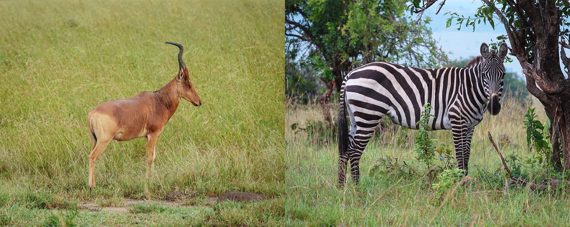 Best Time To Visit & Go To Kidepo Valley