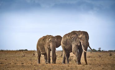 2 DAYS - HIGHLIGHTS OF TSAVO EAST SAFARI FROM MOMBASA