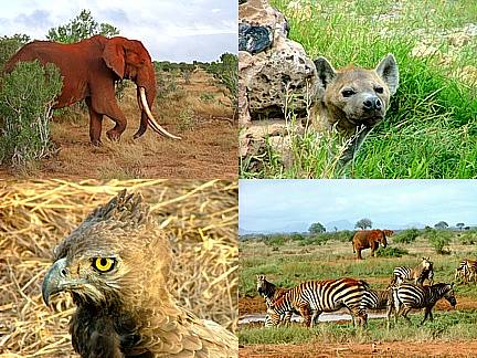 Unbelievable Tsavo Kilimanjaro Safari & Diani Beach