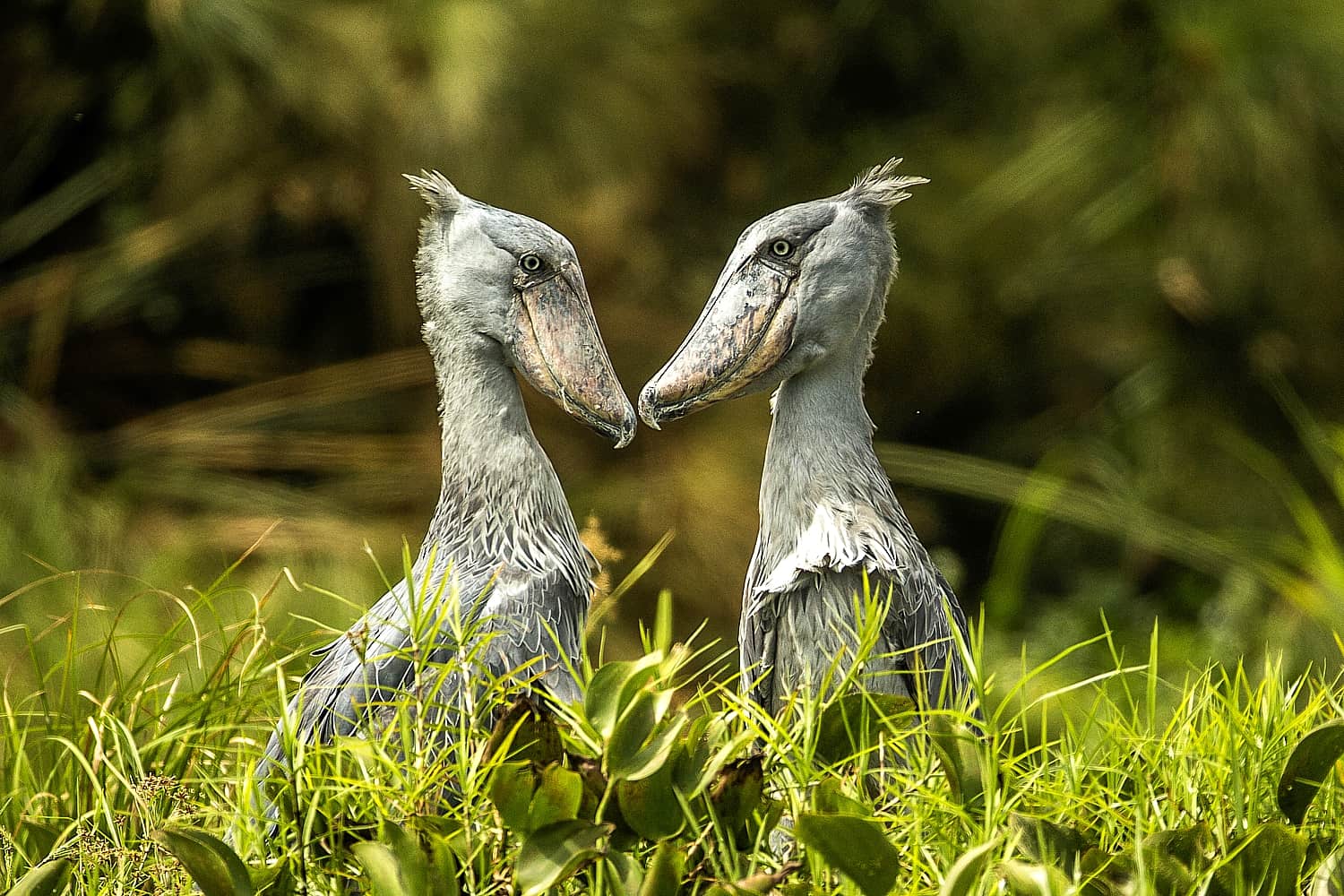 The Lake Albert Delta For Birdwatching Shoebill