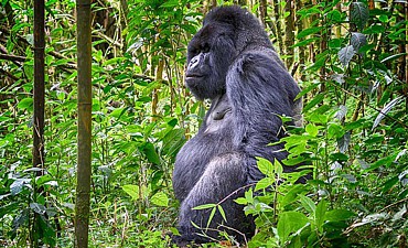 WILDERNESS RWANDA PRIMATE ULTRA-LUXURY SAFARI - PREMIER TIER 1