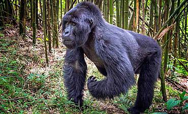 VOLCANOES GORILLA SAFARI PRICES