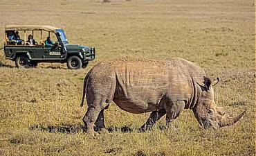 BORANA HIGHLIGHTS OF KENYA SAFARI