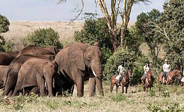 BORANA HIGHLIGHTS OF KENYA SAFARI