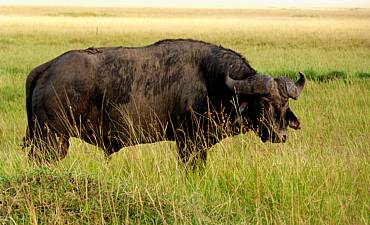 DELUXE TIER 2 - SHOWCASING TANZANIA SAFARI