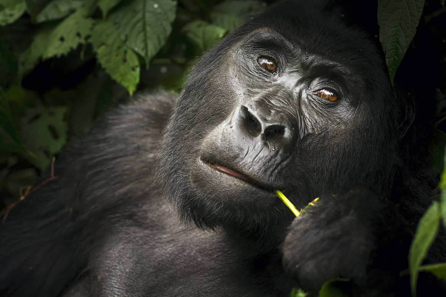 What Are The Best Guided Travel Experiences In Uganda For 2025-2026