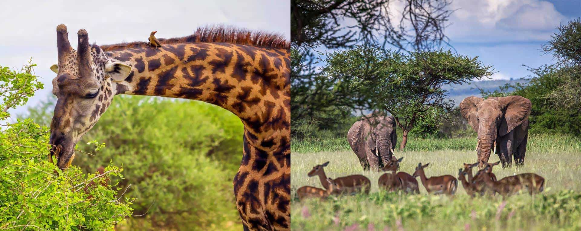 burungebaobabtentedlodge9