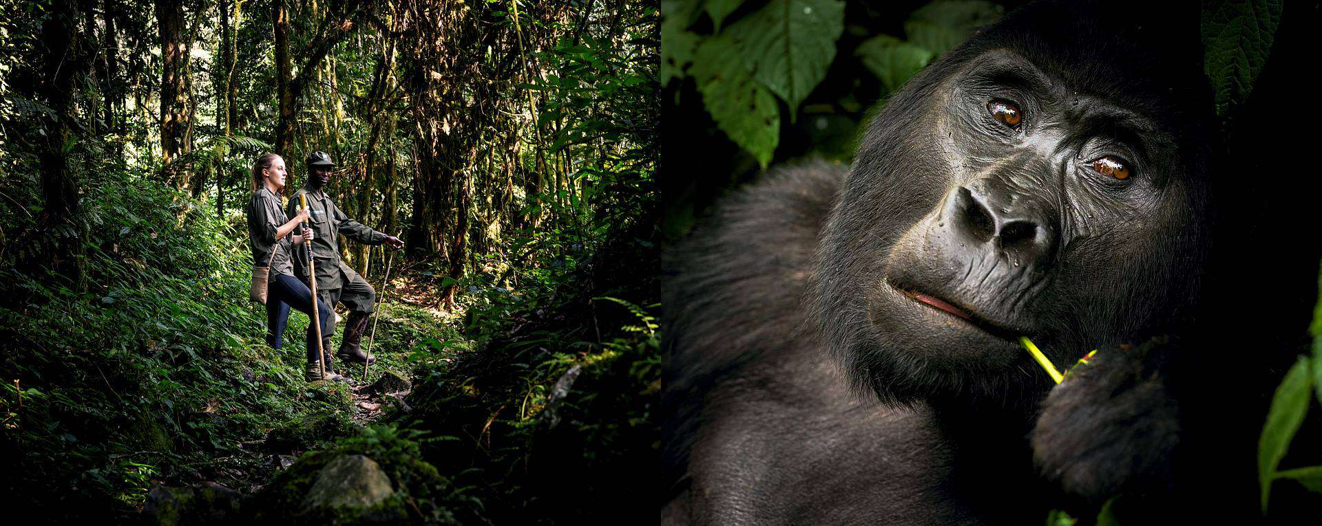 Bwindi Impenetrable National Park