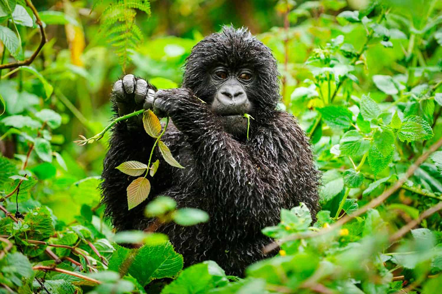 Overview On The Gorilla Safari At Bwindi Including Permit Prices