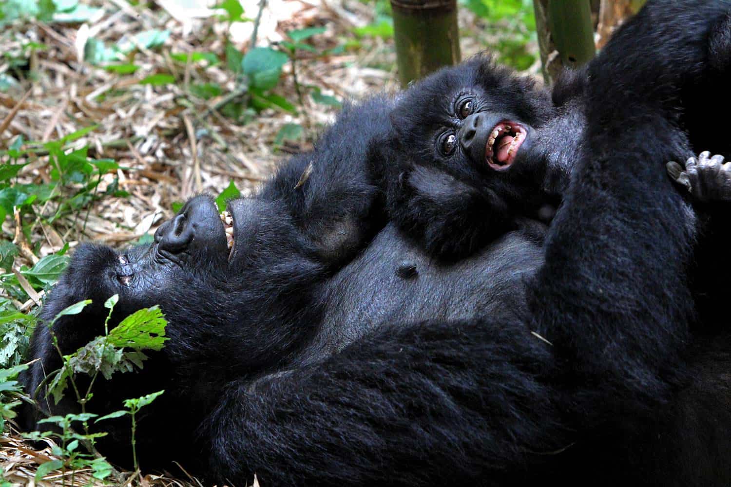 What Are The Distinctive Primate & Wildlife Experiences Of Bwindi