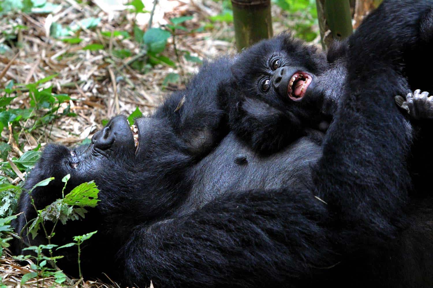 New study in Rwanda shows gorilla orphans thrive thanks to strong social  ties