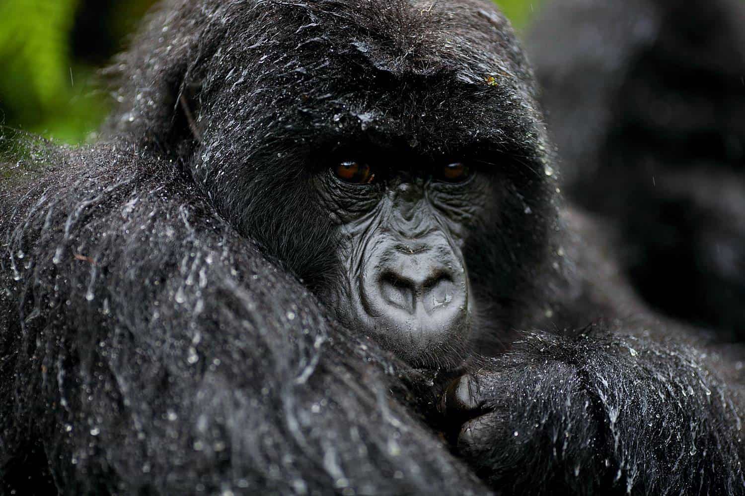 How To Plan The Best 2024-2025 Gorilla Safari Treks For Uganda