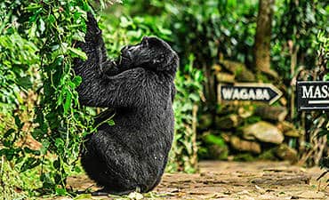 PREMIER TIER 1 - UGANDA BWINDI GORILLA & MURCHISON FALLS WILDLIFE SAFARI