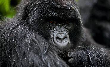 PREMIER TIER 1 - UGANDA BWINDI GORILLA & SEMLIKI WILDLIFE SAFARI