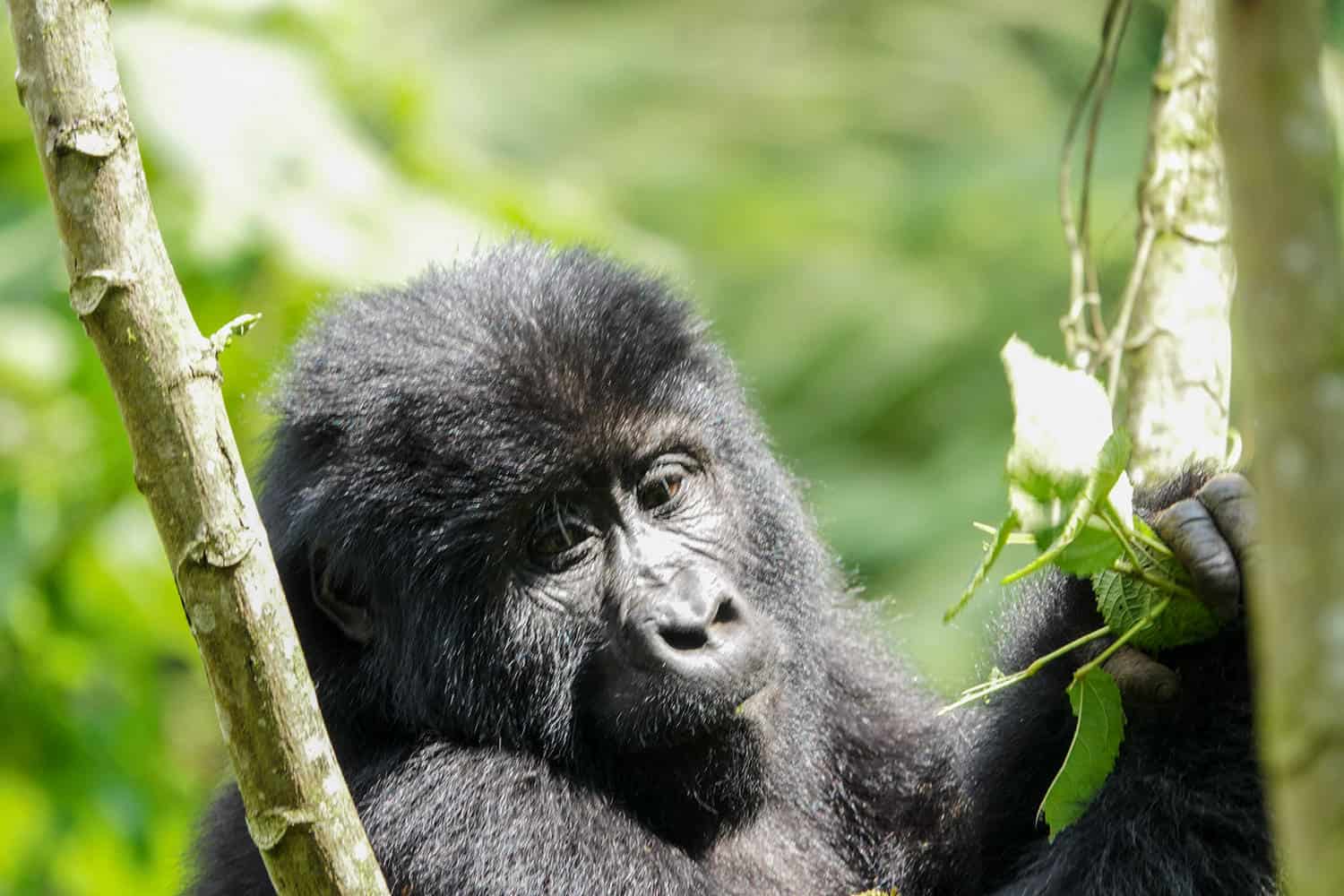 Gorilla Families In The Ruhija Sector - Bwindi