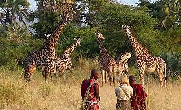 3 DAYS - TARANGIRE SAFARI FROM ARUSHA