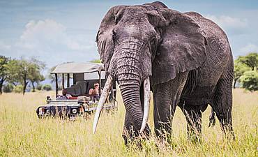 8 DAYS - CLASSIC NORTHERN TANZANIA ULTRA-LUXURY SAFARI