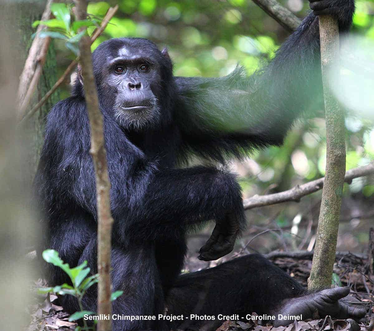 Primate & Chimpanzee Safaris In Semliki