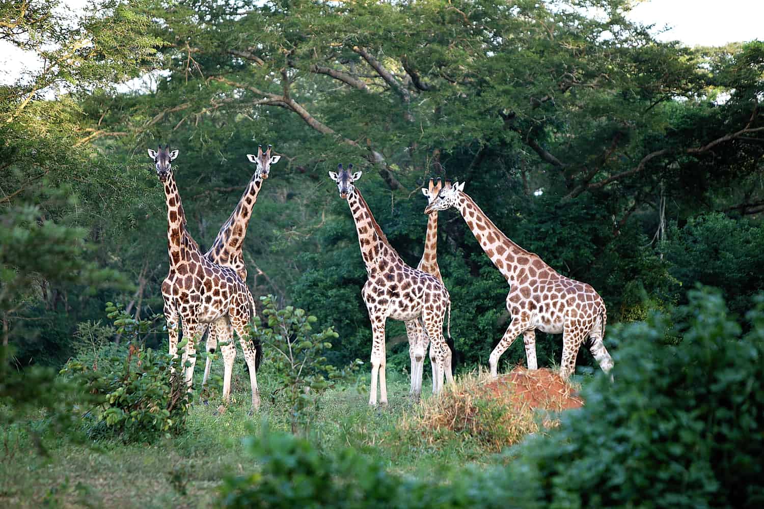 What Are The Wildlife Experiences In Murchison Falls National Park