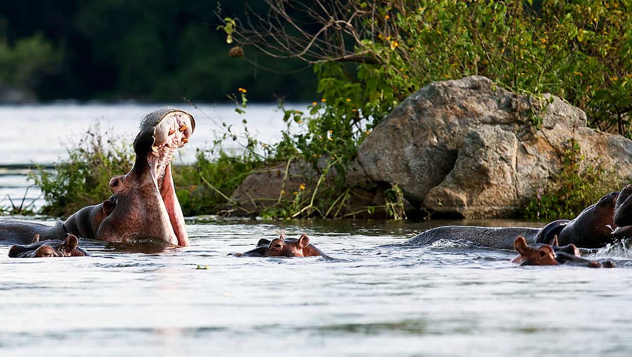 Climate, Temperatures & Weather Conditions For Murchison Falls