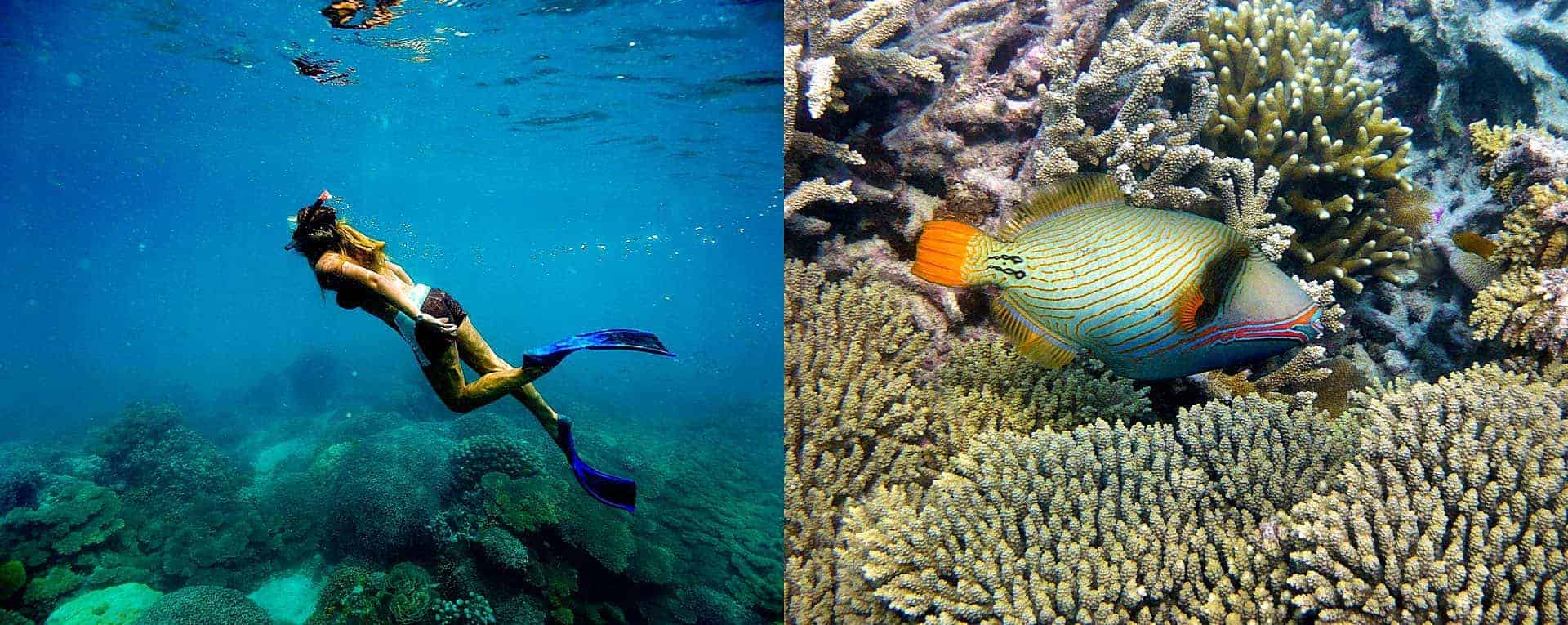 Snorkeling Guide For Marine Parks In Tanzania - AfricanMecca Safaris