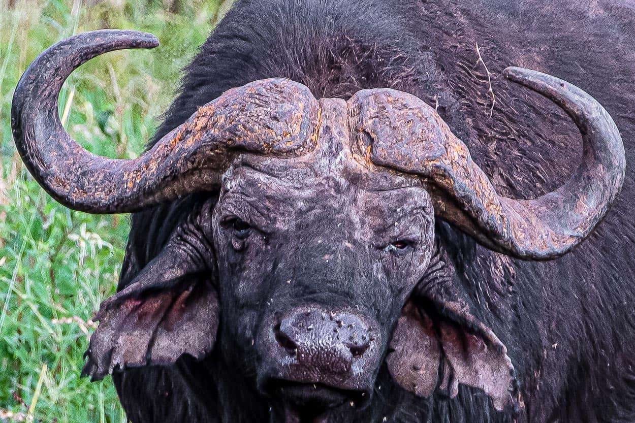 Chyulu buffalo