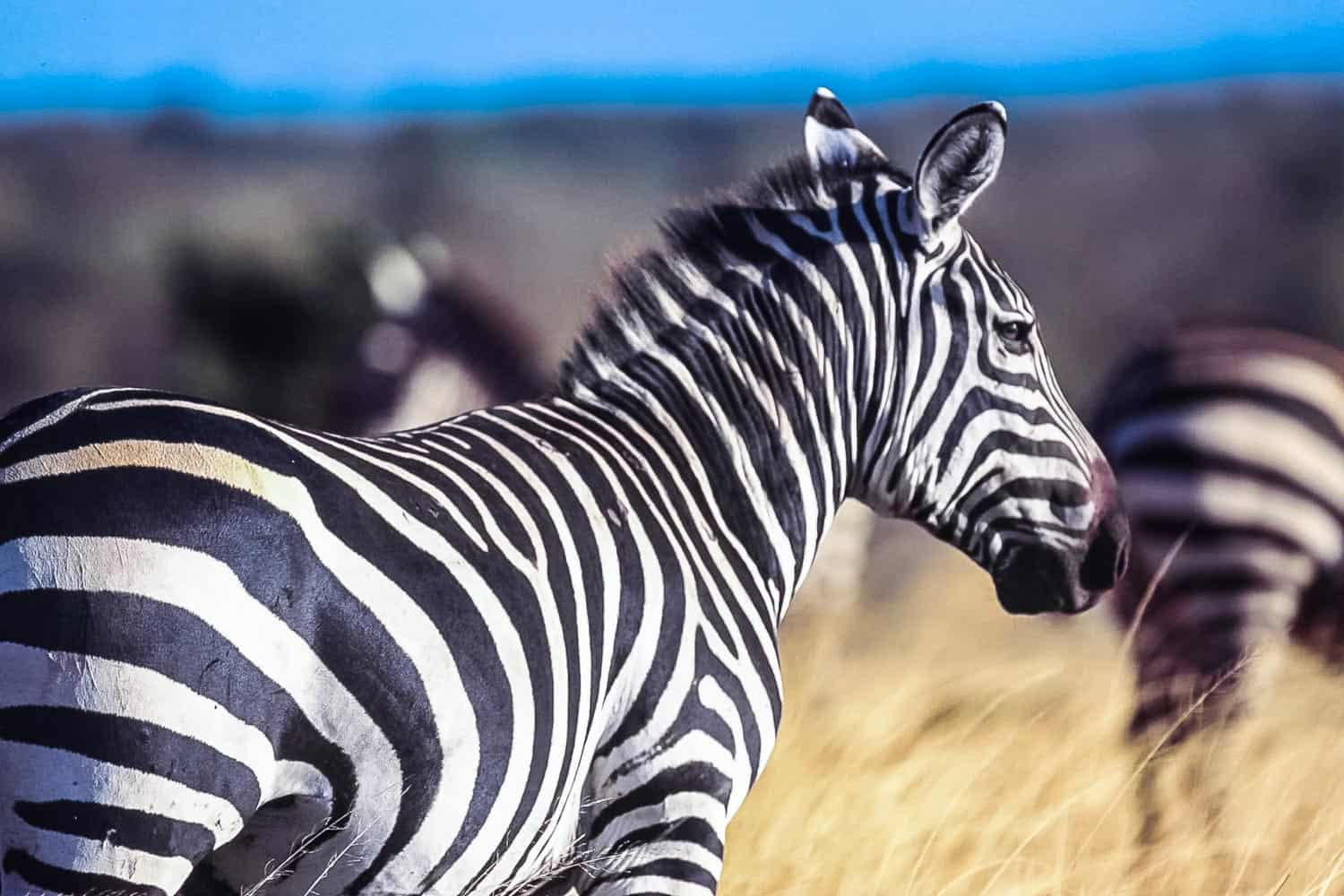 Chyulu zebra