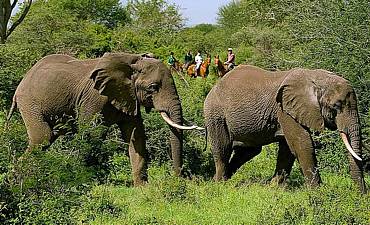 SAFARI & TOUR IN CHYULU HILLS PARK