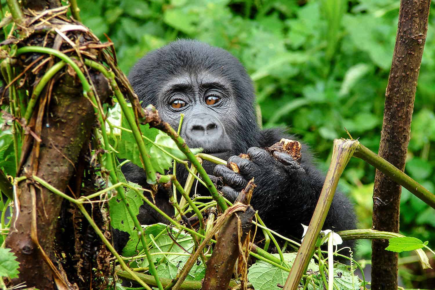 Clouds Mountain Gorilla Lodge Safari Bwindi Tour