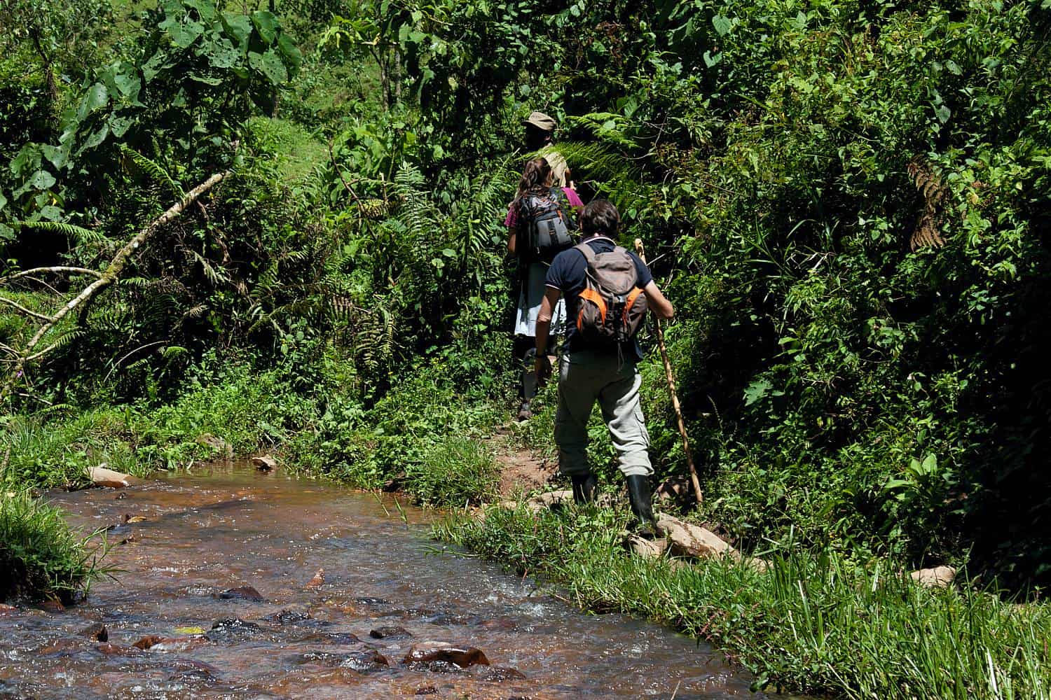 Permitted Age Limits For Gorilla Trekking In Uganda