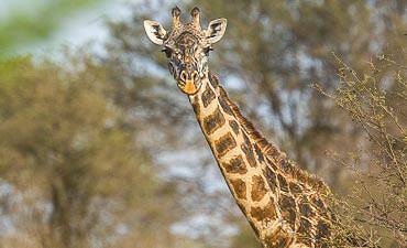 5 DAYS - NGORONGORO & SERENGETI MIGRATION ESCAPE SAFARI