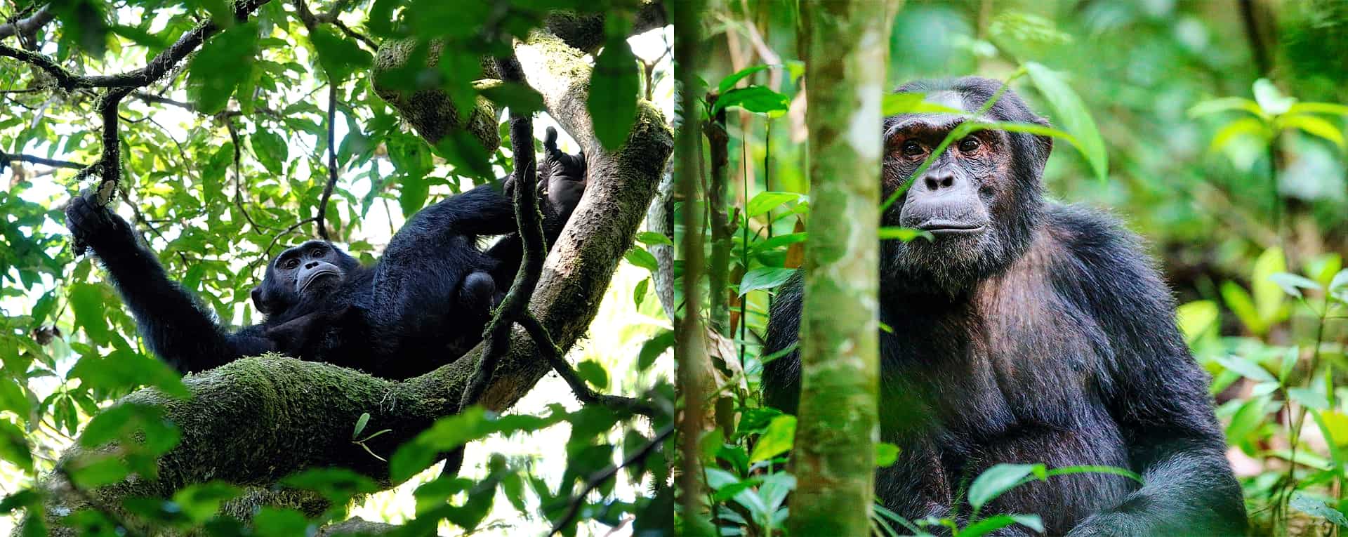 Expert Kibale Park Chimpanzee Trek & Safari Guide (Uganda) - AfricanMecca  Safaris