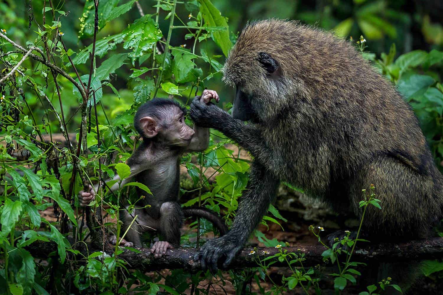 Touring Bigodi Wetlands Sanctuary For Primates & Birds