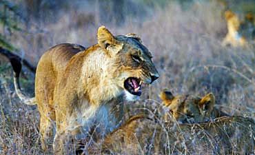 NORTHERN LAIKIPIA ACCOMMODATIONS